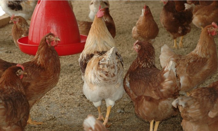 Vangletsel bij Nederlandse kippen sterk gedaald