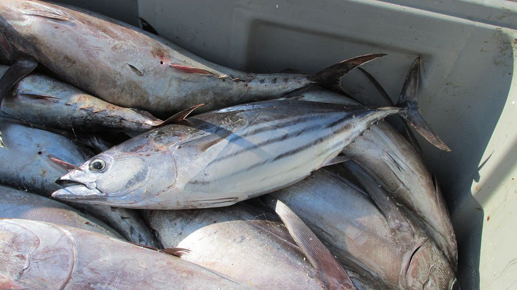 Wat koop je op World Tuna Day?
