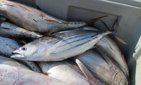 Duurzame tonijn op Wereld Tonijn Dag