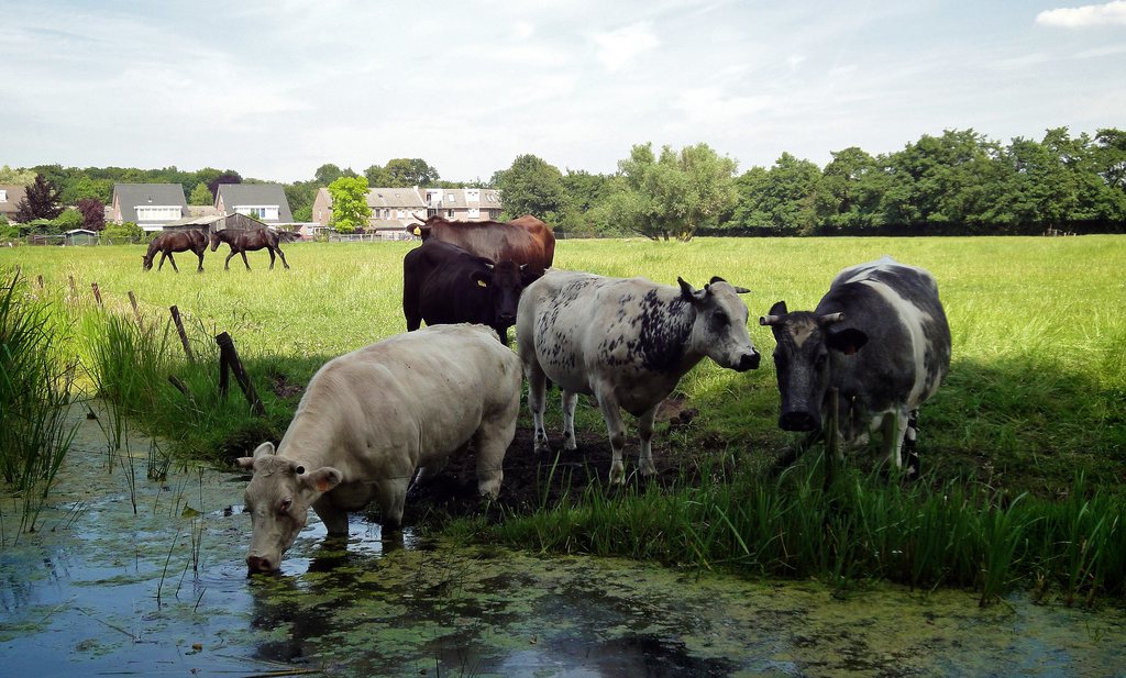 Nederland haalt doelen kwaliteit oppervlaktewater niet