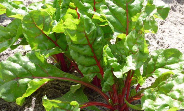 Amerikaanse ziekenhuizen serveren groente uit eigen tuin