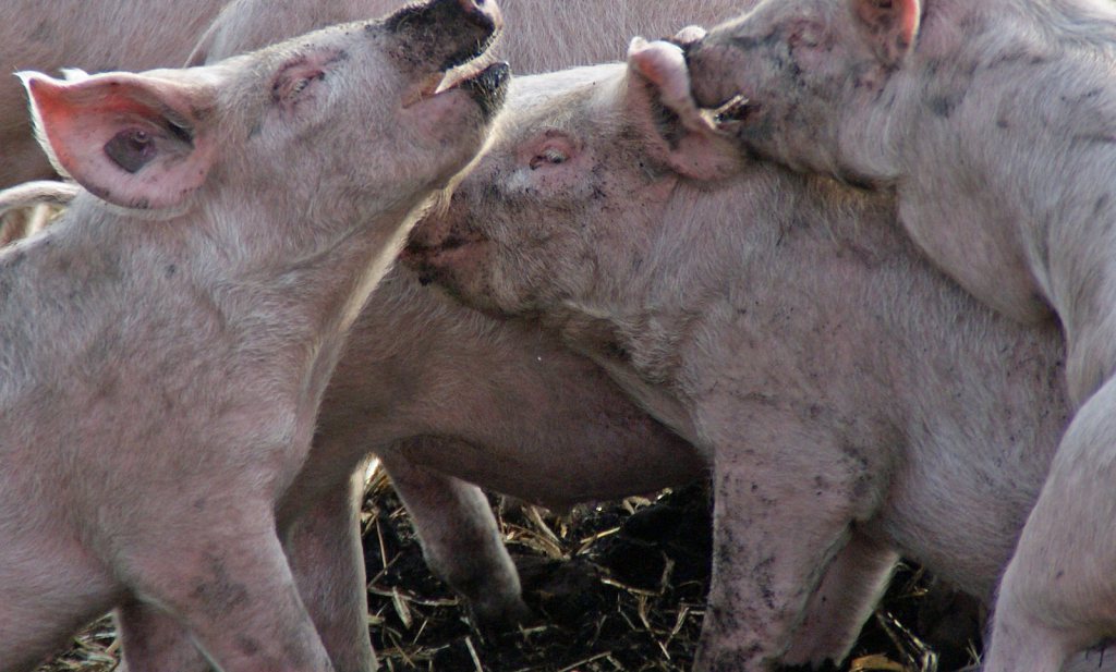 Toch EU steun voor Europese varkenssector