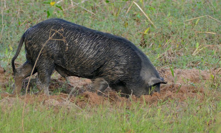 Wetenschappers maken zich druk om koolstofemissies verwilderde varkens
