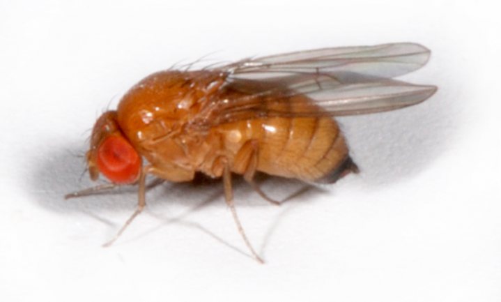 Gevreesde fruitvlieg mogelijk met een tegenbeestje te bestrijden