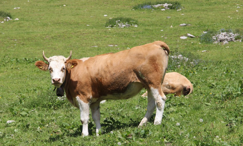Zwitsers willen kleinere en gezondere koe en sluiten de wereldmarkt buiten