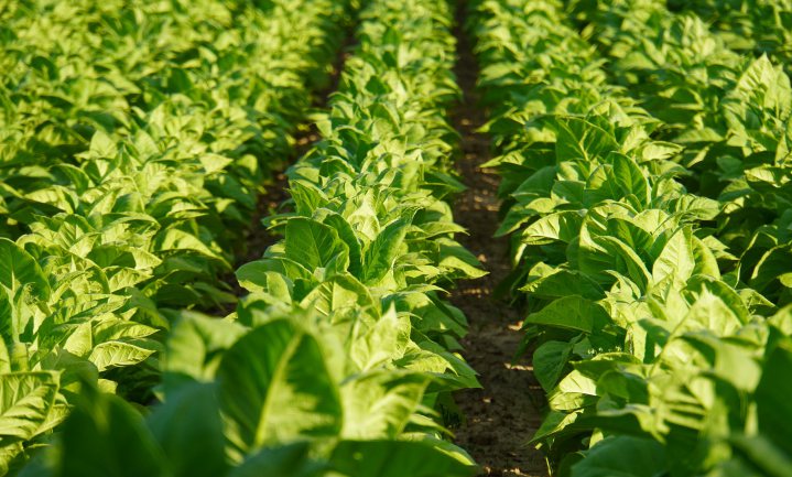 Vervang tabaksproductie door voedselproductie