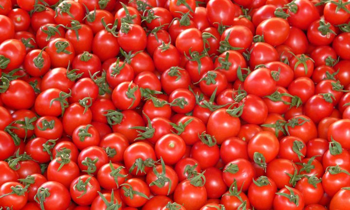 Tomatenbakjes van tomatenplant