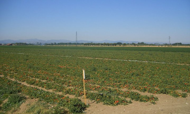 Vakbond en supermarkten samen activist tegen uitbuiting in Italiaanse tomatenindustrie