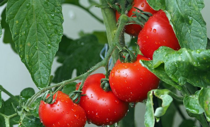Vlaanderen stelt vast: 50% minder tomaten naar de veiling