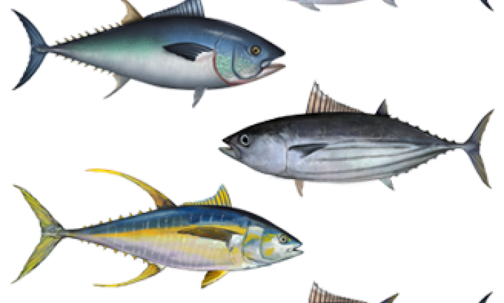 John West en Princes saboteren afspraken vangst tonijn