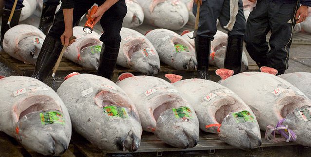 Niemand wil Tokio’s nieuwe vismarkt bouwen