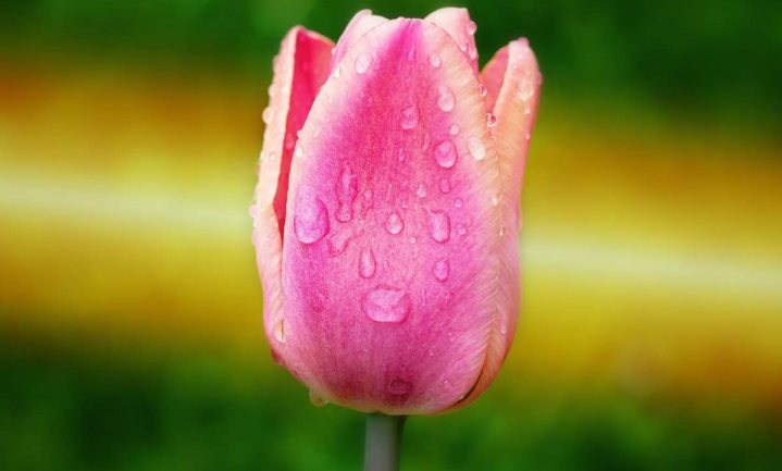 Populaire tulpenwijn vreest dure tulpdrank