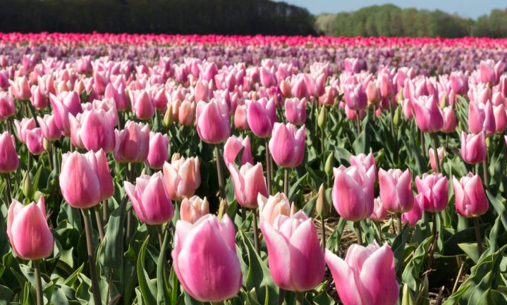 ‘Nederlandse bloembollen risico voor mensen met zwak gestel’