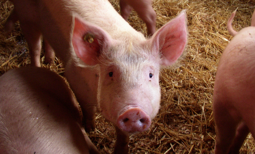 Is hoog welzijn Nederlands varken een mythe?