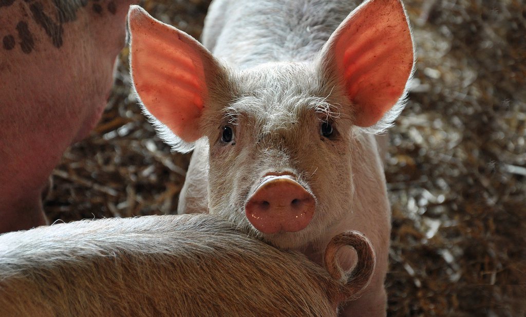 Waarom het fout ging bij de Belgische varkensslachter