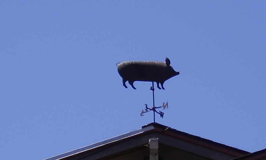 Gemeente Rotterdam: ‘varkens hebben geen hoogtevrees’
