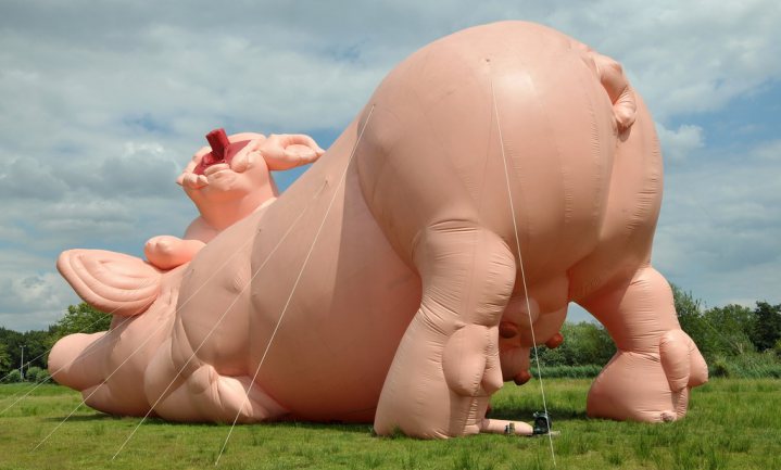 Eerste tranche van €8 miljoen voor stoppende varkenshouders