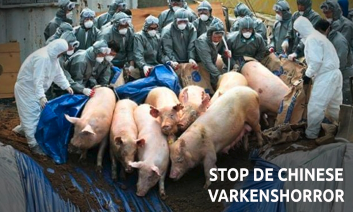 Varkens in Nood wil Nederlandse actie tegen wrede ruimingen Chinese varkens