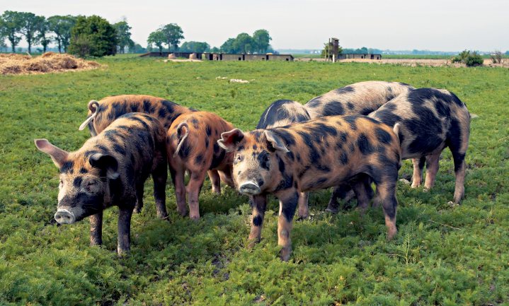 MRSA-besmetting gevonden op Deens en Duits varkensvlees