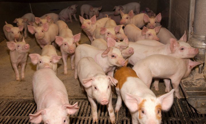‘Te veel dode biggen omdat consumenten te weinig voor varkensvlees willen betalen’