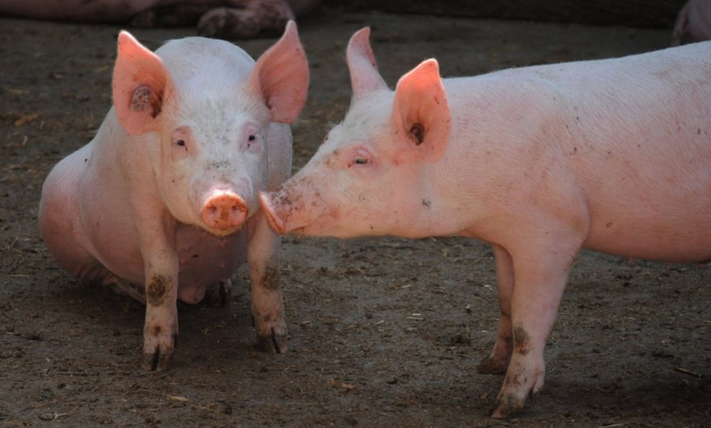Spanje telt inmiddels bijna evenveel varkens per inwoner als Nederland