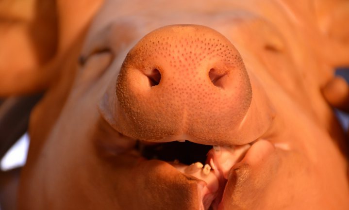 Hoge dollarkoers helpt Europese varkensboeren naar Azië