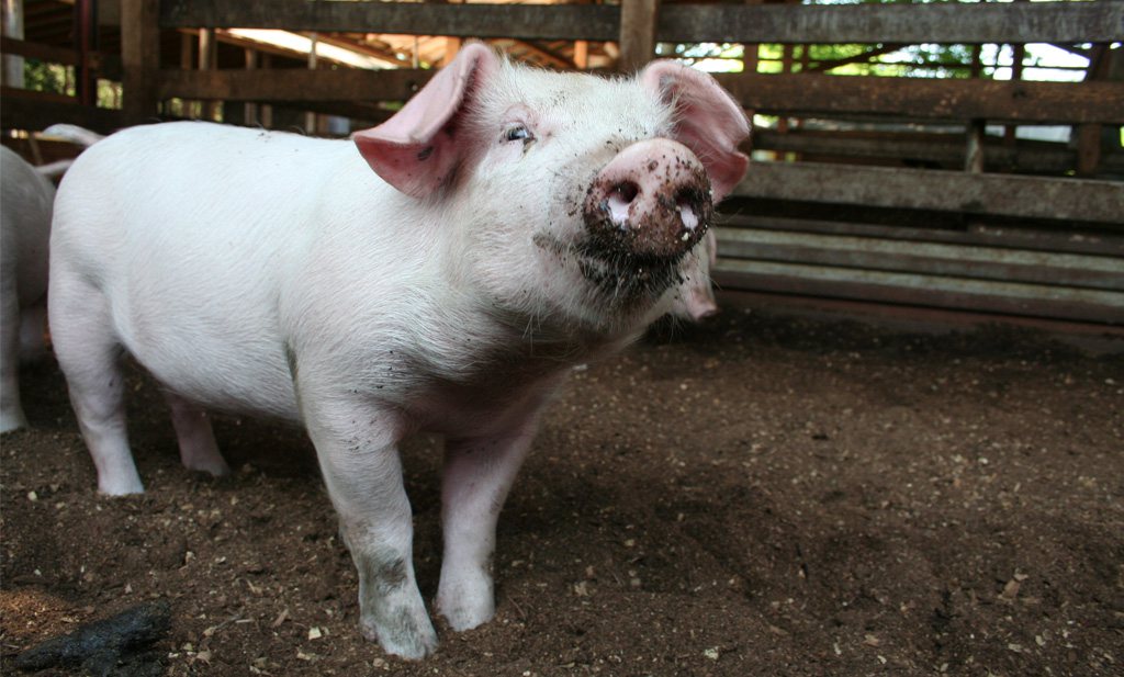 Initiative Tierwohl trekt 30% Duitse varkenshouders