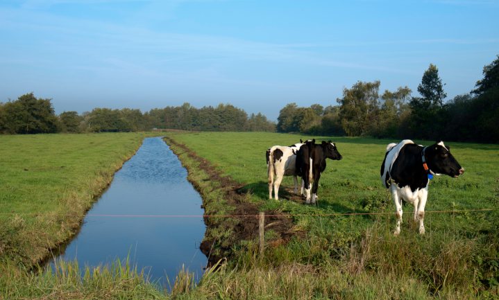 Nederlandse boeren hebben geen CO2-oplossing