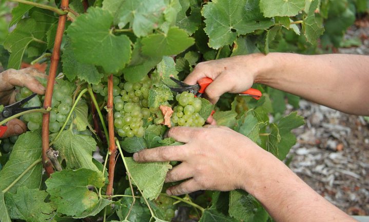 Tekort aan druivenplukkers door vroege wijnoogst