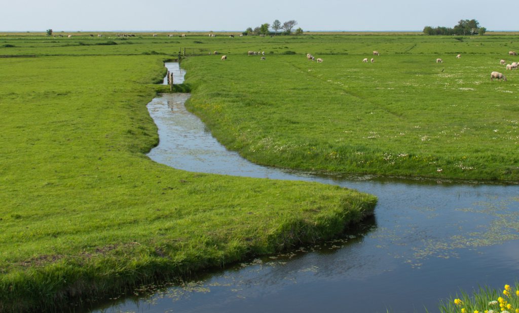 De klimaatvisie van D66 en GroenLinks: nattere weiden, minder koeien, drijvende steden en dorpen