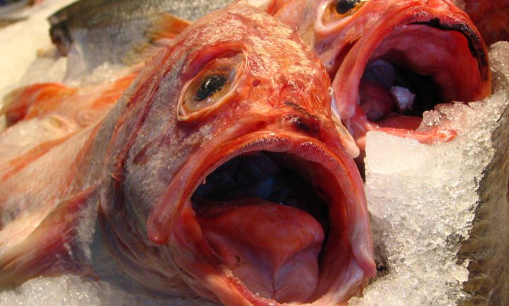 Europeanen weten niet meer hoe ze een visje moeten bereiden