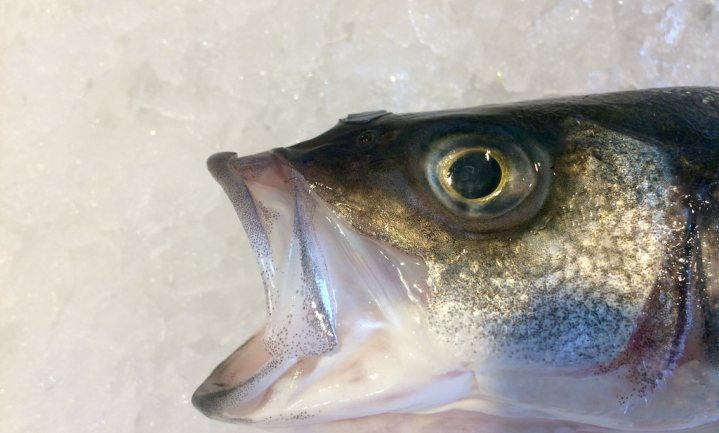 Verse vis gedijt niet in Nederlandse supermarkt