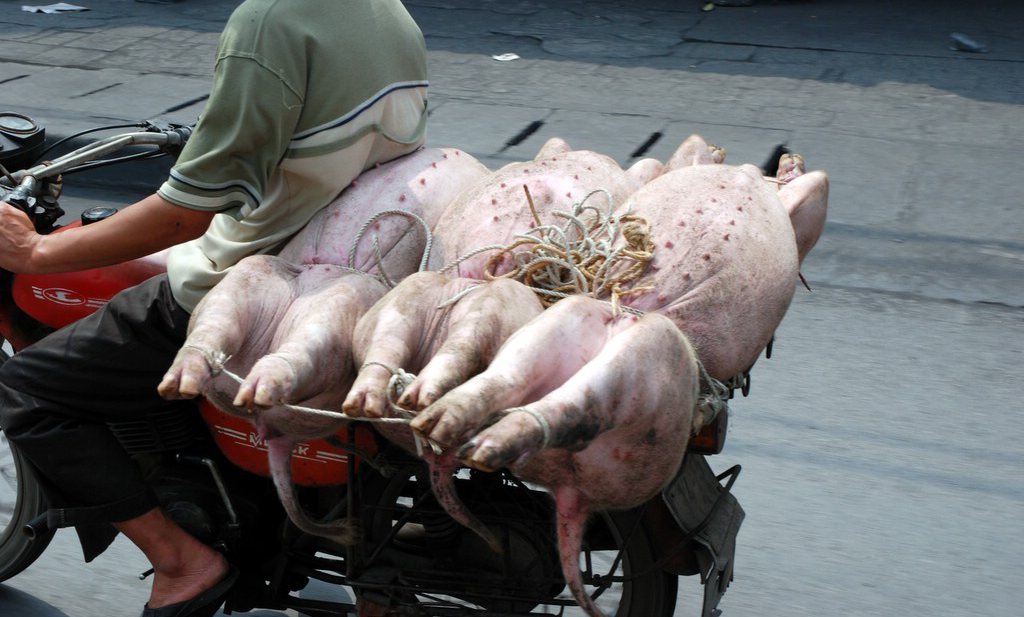 ‘Afrikaanse varkenspest grootste uitbraak van dierziekte ooit’