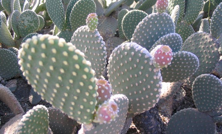Biobrandstof uit cactussen