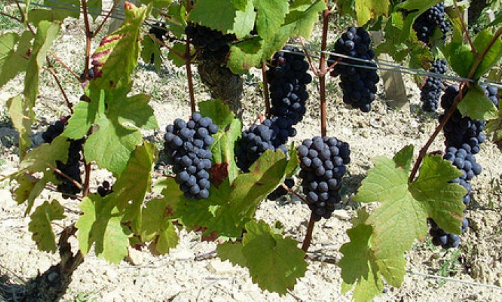 Nieuw: nieuwe wijn uit Frankrijk