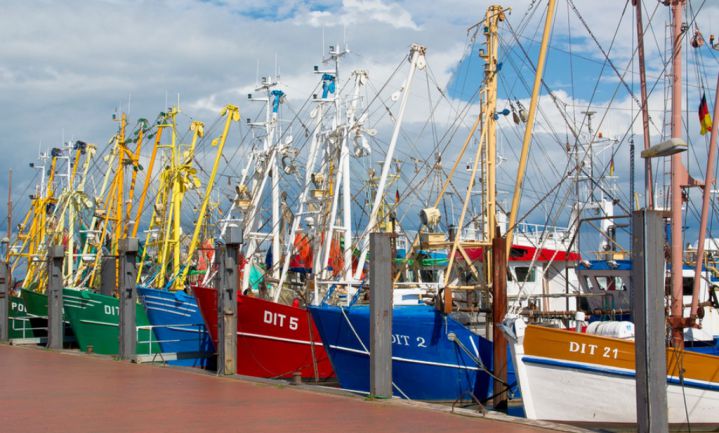Hoogleraren bepleiten visverbod delen Noordzee