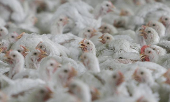 Flink minder antibiotica resistente bacteriën op kippenvlees