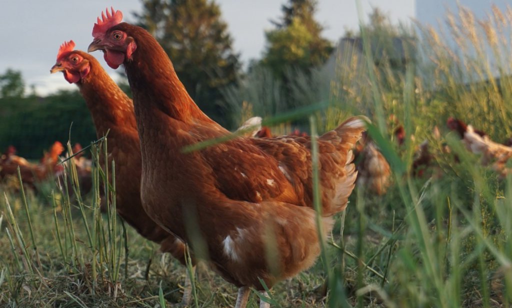 ‘Biologische kippen zijn gezonder’ - een conflict over wetenschap dat nu pas naar buiten komt
