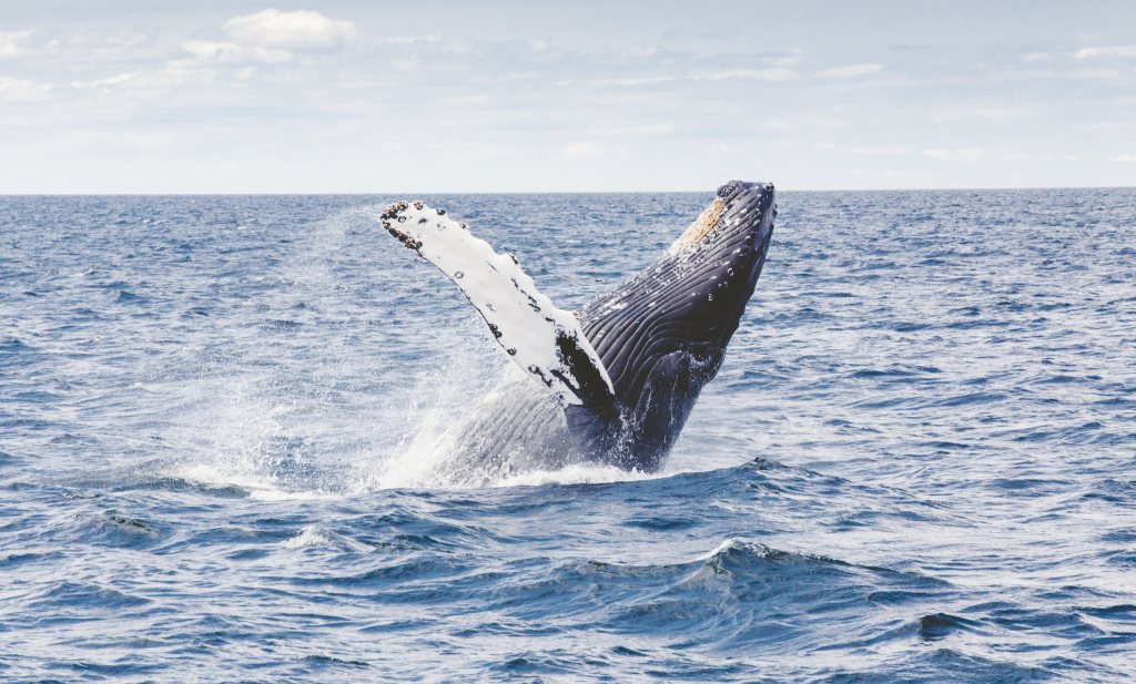 Walvissen vangen CO2, knoflooktenen apart verpakt en de rel om rood vlees