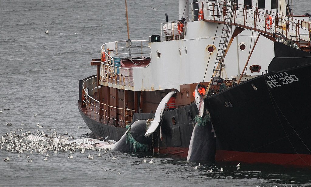 Harpoeneren is onmenselijk en IJslanders eten toch geen walvisvlees