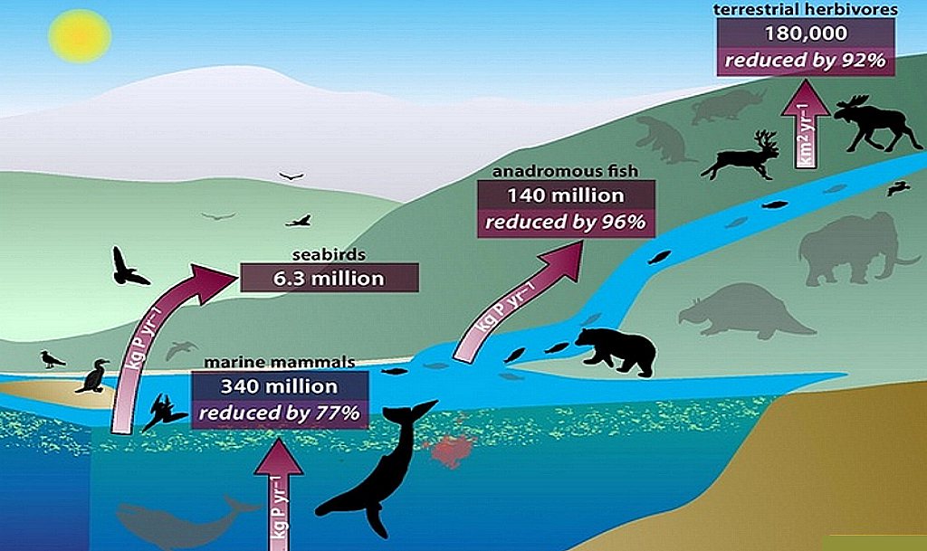 Grote zeedieren essentieel in fosforkringloop