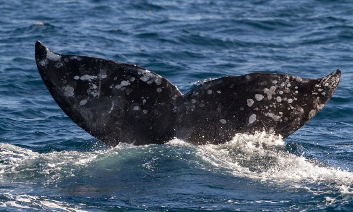 België onderzoekt walvissen maar doodt ze niet