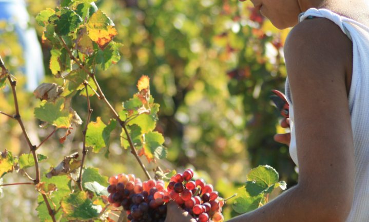 Frankrijk verwacht prima wijnoogst dit jaar