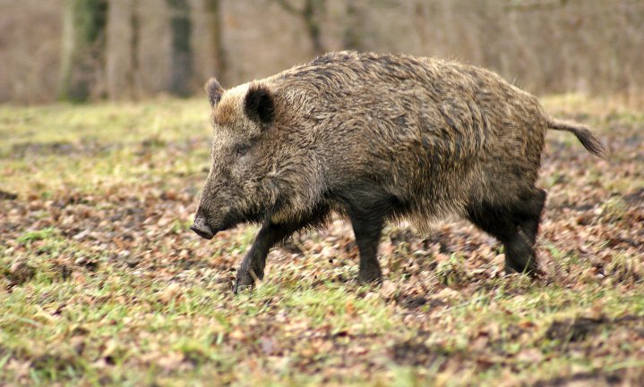 Hoe Tsjechië de Afrikaanse varkenspest onder controle kreeg