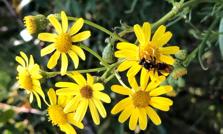 Bee Guidance of Beehave? Modellenstrijd in de Tweede Kamer