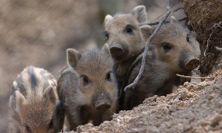 Nederland scherpt monitoring op Afrikaanse varkenspest aan