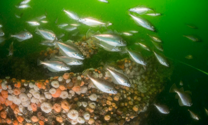 Wereld Natuur Fonds dient klacht in bij EU tegen zegenvisserij op de Doggersbank
