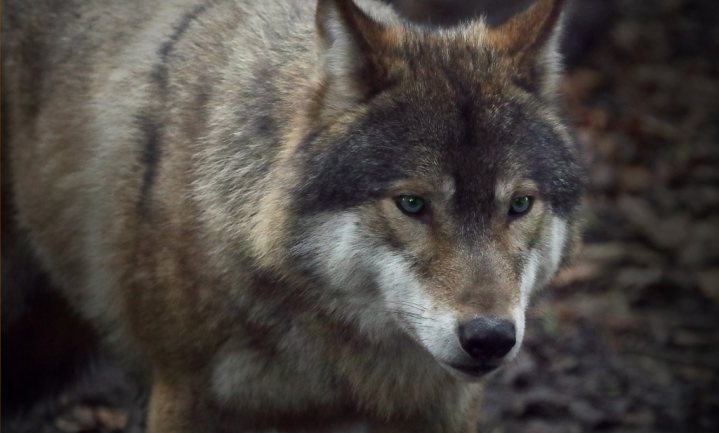 Jager doodt wolf uit zelfbescherming