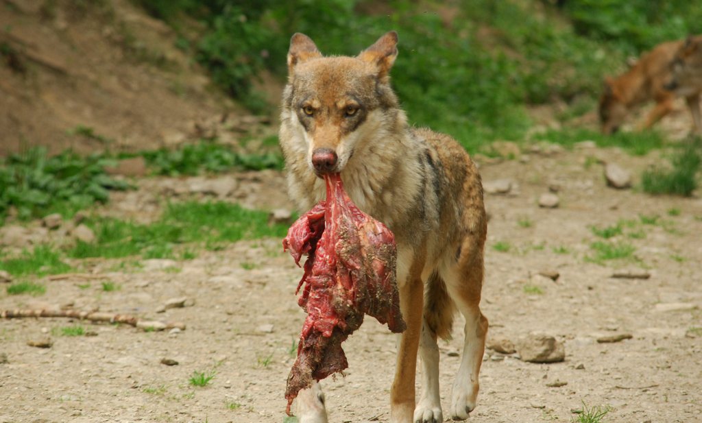 Frankrijk neemt anti-wolfmaatregelen