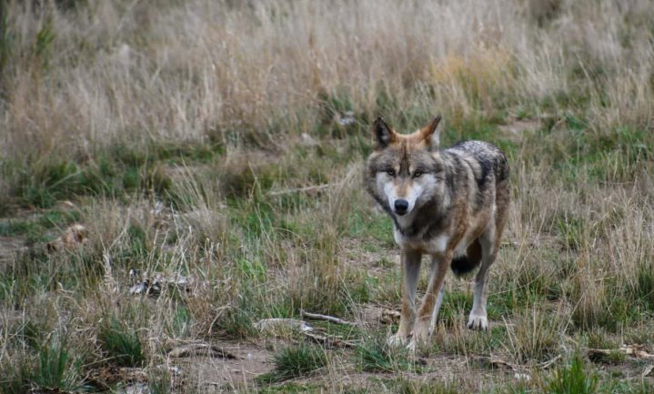 België op zoek naar de moordenaar van wolf Naya